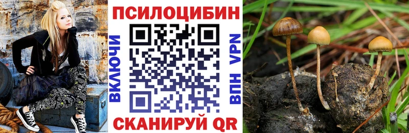 купить наркоту  Азов  Галлюциногенные грибы Psilocybine cubensis 